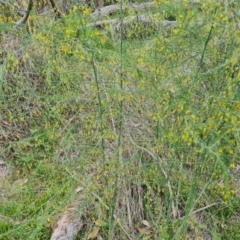 Asparagus officinalis (Asparagus) at O'Malley, ACT - 29 Dec 2023 by Mike