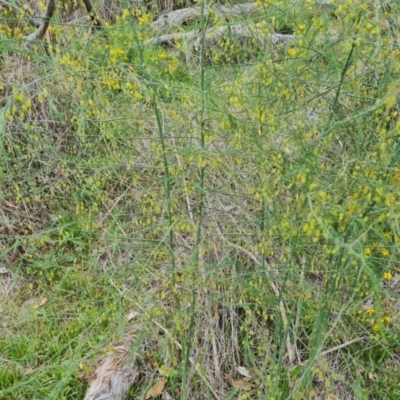 Asparagus officinalis (Asparagus) at O'Malley, ACT - 28 Dec 2023 by Mike