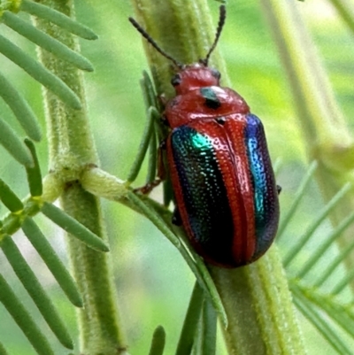 Calomela curtisi (Acacia leaf beetle) at Aranda, ACT - 29 Dec 2023 by lbradley