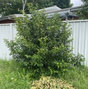 Ligustrum sinense at Watson, ACT - 2 Jan 2024 12:26 PM