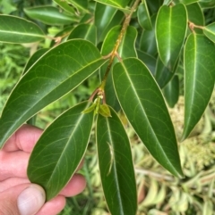 Ligustrum sinense at Watson, ACT - 2 Jan 2024 12:26 PM