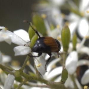 Phyllotocus navicularis at Lyons, ACT - 29 Dec 2023