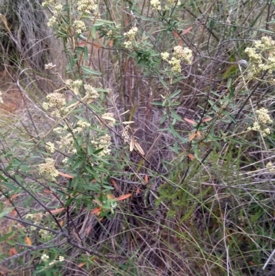 Astrotricha ledifolia (Common Star-hair) at Collector, NSW - 24 Nov 2023 by MaartjeSevenster