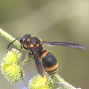 Paralastor sp. (genus) at Lyons, ACT - 29 Dec 2023