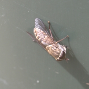 Dasybasis sp. (genus) at Lyons, ACT - 29 Dec 2023