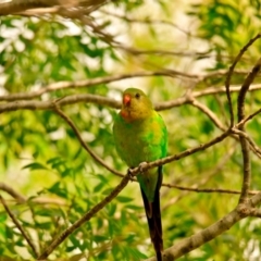 Polytelis swainsonii (Superb Parrot) at Yerrabi Pond - 28 Dec 2023 by Thurstan