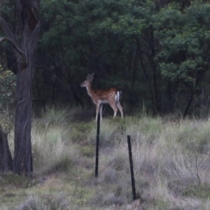 Dama dama at MTR591 at Gundaroo - 4 Dec 2023