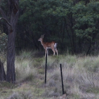 Dama dama (Fallow Deer) at Gundaroo, NSW - 3 Dec 2023 by MaartjeSevenster