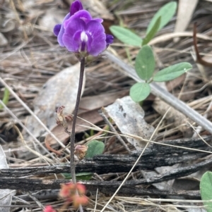 Glycine tabacina at Mount Majura - 29 Dec 2023 11:22 AM