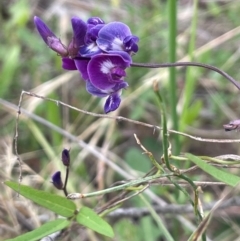 Glycine tabacina at Mount Majura - 29 Dec 2023 11:22 AM