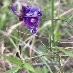 Glycine tabacina at Mount Majura - 29 Dec 2023 11:22 AM