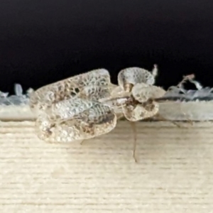 Corythucha ciliata at Nicholls, ACT - 29 Dec 2023