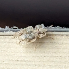 Corythucha ciliata at Nicholls, ACT - 29 Dec 2023