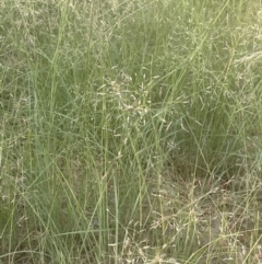 Eragrostis curvula at Lake Burley Griffin West - 28 Dec 2023