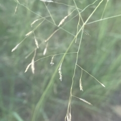 Eragrostis curvula at Lake Burley Griffin West - 28 Dec 2023 06:44 PM