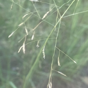 Eragrostis curvula at Lake Burley Griffin West - 28 Dec 2023 06:44 PM