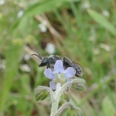 Lasioglossum (Chilalictus) lanarium (Halictid bee) at Lyons, ACT - 27 Dec 2023 by ran452