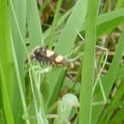 Glyphipterix chrysoplanetis (A Sedge Moth) at Lyons, ACT - 28 Dec 2023 by ran452