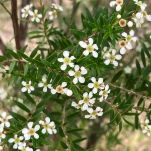 Sannantha sp. at Hall, ACT - 29 Dec 2023