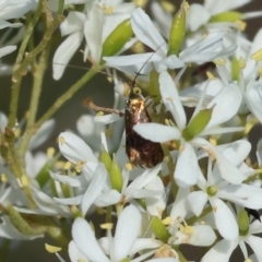 Nemophora sparsella (An Adelid Moth) at WREN Reserves - 27 Dec 2023 by KylieWaldon