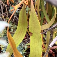 Amyema sp. (Mistletoe) at Hall, ACT - 20 Dec 2023 by strigo