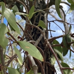 Muellerina eucalyptoides at Hall, ACT - 27 Dec 2023