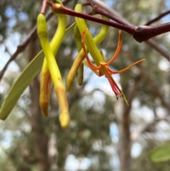 Muellerina eucalyptoides at Hall, ACT - 27 Dec 2023