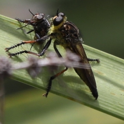 Zosteria rosevillensis (A robber fly) at Lyons, ACT - 29 Dec 2023 by ran452