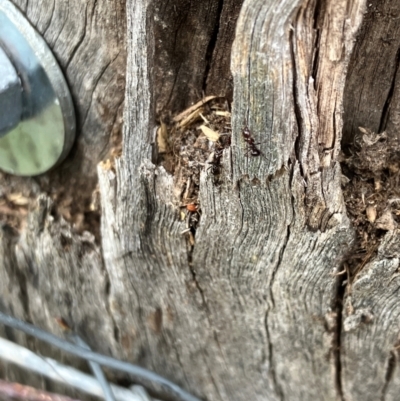 Papyrius sp. (genus) (A Coconut Ant) at Hall, ACT - 29 Dec 2023 by strigo