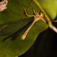 Unidentified Other Lacewing (several families) at Sheldon, QLD - 27 Dec 2023 by PJH123