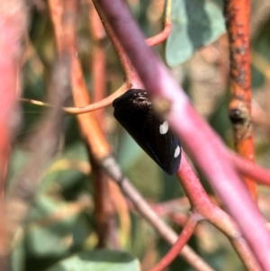 Eurymela distincta at Hall, ACT - 27 Dec 2023