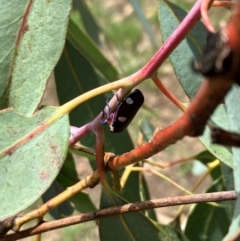 Eurymela distincta at Hall, ACT - 27 Dec 2023