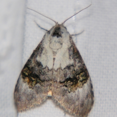 Acatapaustus leucospila (Acatapaustus leucospila) at Sheldon, QLD - 28 Dec 2007 by PJH123