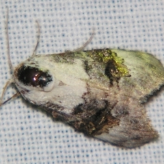 Acatapaustus leucospila (Acatapaustus leucospila) at Sheldon, QLD - 28 Dec 2007 by PJH123