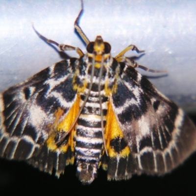 Cardamyla carinentalis (A Pyralid moth) at Sheldon, QLD - 28 Dec 2007 by PJH123