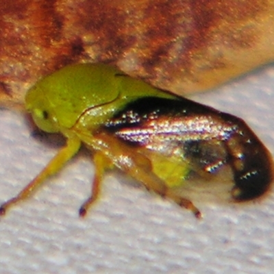 Chaetophyes compacta (Tube spittlebug) at Sheldon, QLD - 28 Dec 2007 by PJH123