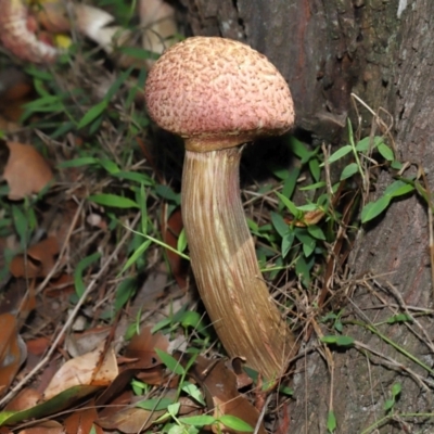 Unidentified Bolete - Fleshy texture, stem central (more-or-less) at Capalaba, QLD - 28 Dec 2023 by TimL