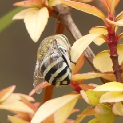 Amegilla (Notomegilla) chlorocyanea (Blue Banded Bee) at Wingecarribee Local Government Area - 29 Dec 2023 by Curiosity