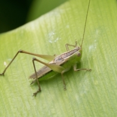 Conocephalus semivittatus (Meadow katydid) at Duffy, ACT - 24 Dec 2023 by patrickcox