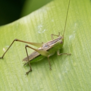 Conocephalus semivittatus at Duffy, ACT - 24 Dec 2023