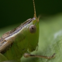 Conocephalus semivittatus at Duffy, ACT - 24 Dec 2023