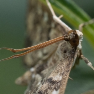 Nacoleia rhoeoalis at Duffy, ACT - 24 Dec 2023 11:00 AM