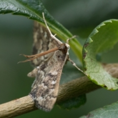 Nacoleia rhoeoalis at Duffy, ACT - 24 Dec 2023 11:00 AM