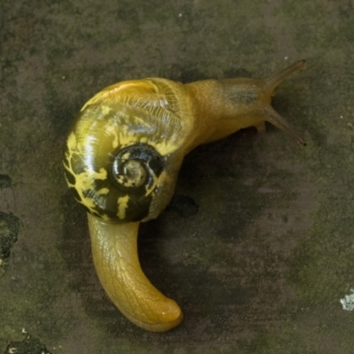 Mysticarion porrectus (Golden Semi-slug) at Acton, ACT - 27 Dec 2023 by patrickcox