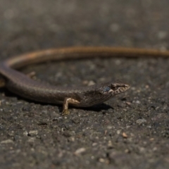 Saproscincus mustelinus (Weasel Skink) at ANBG - 28 Dec 2023 by patrickcox