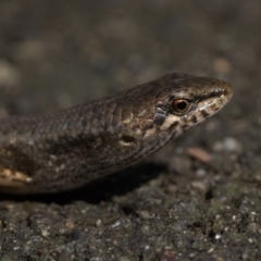 Saproscincus mustelinus at ANBG - 28 Dec 2023