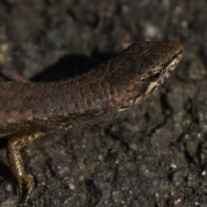 Saproscincus mustelinus at ANBG - 28 Dec 2023 11:00 AM