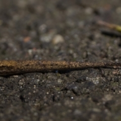 Saproscincus mustelinus at ANBG - 28 Dec 2023 11:00 AM