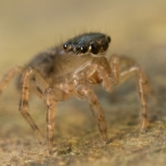 Maratus watagansi at ANBG - 28 Dec 2023 10:30 AM