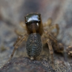 Maratus watagansi at ANBG - 28 Dec 2023